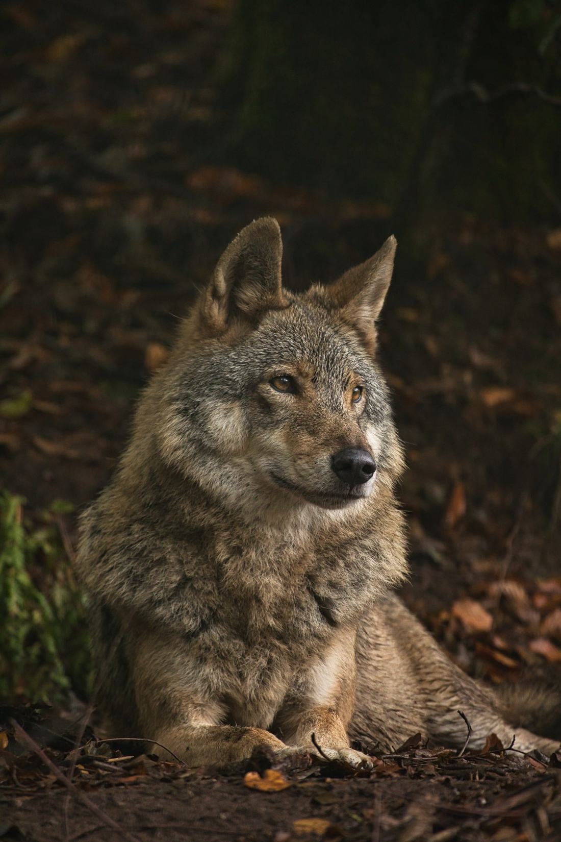 An Italian wolf resting on autumn leaves in woodland, looking to the right with amber eyes